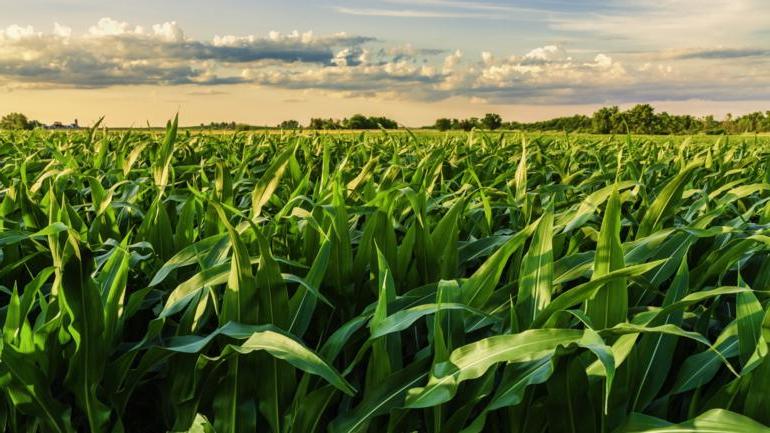 农业领域的气候转型将需要银行的支持 